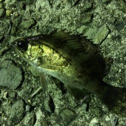 加太でのメバリングは激渋(>_<)