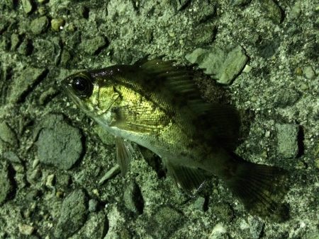 加太でのメバリングは激渋(>_<)