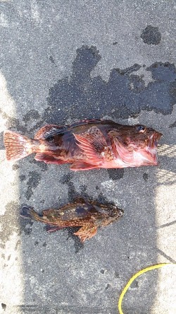 明石市役所裏ベランダ　釣り納めの投げ釣りで…