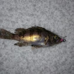 久美浜アジング　吹雪の中で初釣り、諦めかけ…