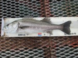 尼崎市立魚つり公園 早朝ハネの喰い気高く、70オーバーのスズキも出ました!