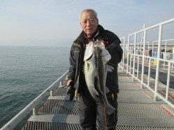 尼崎市立魚つり公園　エビ撒きでスズキクラスの釣果が増えてきています
