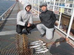 尼崎市立魚つり公園 エビ撒きのハネ、水温が安定し釣れる棚はほぼ4ヒロ前後