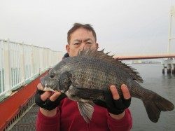 尼崎市立魚つり公園 チヌ48cmやキビレ45cmなど