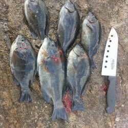 田辺文里（もり）にてサビキ・胴付でヒラメにヒイラギ