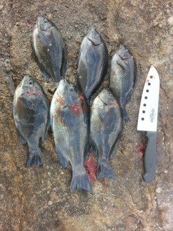 田辺文里（もり）にてサビキ・胴付でヒラメにヒイラギ