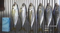 香住にてアジの釣果
