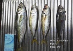 香住にてアジの釣果