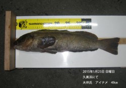 久美浜にてアイナメ49㎝！
