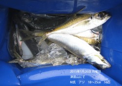 津居山にてアジ～25㎝16匹