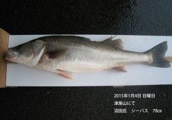 津居山にてシーバス78cm