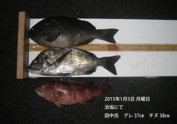 浜坂にてグレ37㎝ & チヌ38㎝