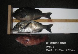 浜坂にてグレ37㎝ & チヌ38㎝…