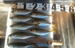 和歌山マリーナシティ　カゴ釣りでのアジ狙い…