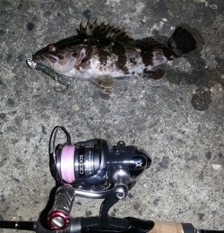 淀川河口周辺にてチニングは反応なくガシラ・…