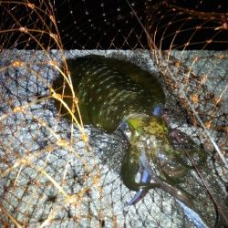 2015年初釣りは円月島前にてヤエン釣り　アオリイカ500gまでを4ハイ☆