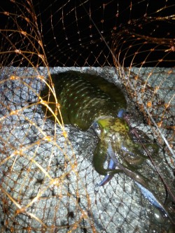 2015年初釣りは円月島前にてヤエン釣り　…