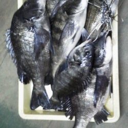 岸和田一文字　中波戸でチヌ好調、49cmまでを8匹の釣果