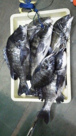 岸和田一文字　中波戸でチヌ好調、49cmまでを8匹の釣果