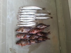 勝浦旅行でライトゲーム　デカガシラ連発！　…