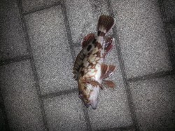 大阪南港ライトゲーム　寒波がやって来る前に…