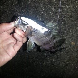 戸坂・塩津漁港周辺ライトゲーム　プラッキングでシーバス・メバル・ガシラ♫