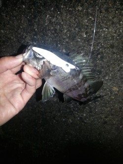 戸坂・塩津漁港周辺ライトゲーム　プラッキングでシーバス・メバル・ガシラ♫