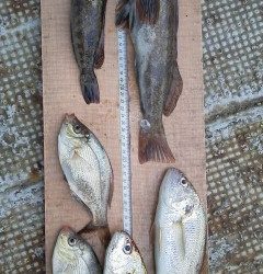 岸和田一文字　沖の北で良型アイナメ　旧赤灯にてのませでスズキ72cm