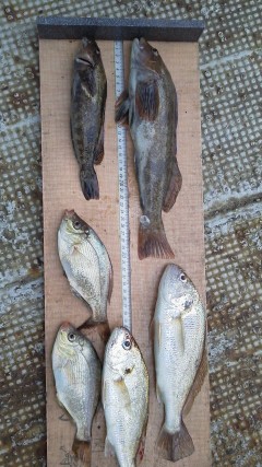 岸和田一文字　沖の北で良型アイナメ　旧赤灯にてのませでスズキ72cm