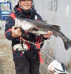 岸和田一文字　沖の北で良型アイナメ　旧赤灯にてのませでスズキ72cm