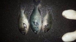 みなべ地磯のグレ、夕方の一発は大きいです！