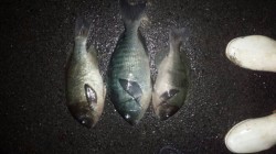 みなべ地磯のグレ、夕方の一発は大きいです！…