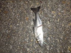 高砂港にてメバリング　極寒の中出の初釣りは…