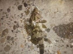 東二見　極寒の中でのメバリング　タケノコメ…