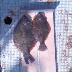 岸和田一文字　投げ釣りでカレイ・アイナメの釣果出てます