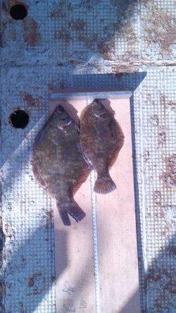 岸和田一文字　投げ釣りでカレイ・アイナメの釣果出てます