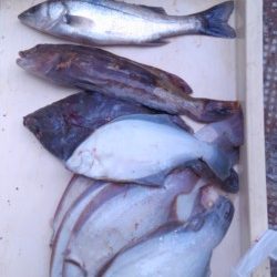 岸和田一文字　投げ釣りでカレイ・アイナメの釣果出てます
