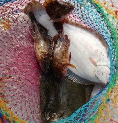 岸和田一文字　沖の一文字にて青イソメでカレイ34cm