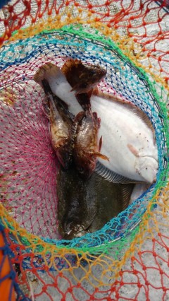 岸和田一文字 沖の一文字にて青イソメでカレ…