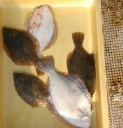 【5日】岸和田一文字・沖の北の釣果〜投げでカレイ、ウキ釣りでハネ