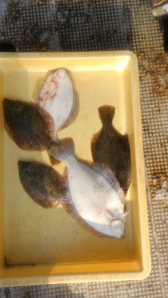 【5日】岸和田一文字・沖の北の釣果〜投げで…