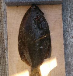 岸和田一文字　沖の一文字にて青イソメでカレイ34cm