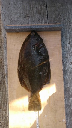 岸和田一文字　沖の一文字にて青イソメでカレイ34cm