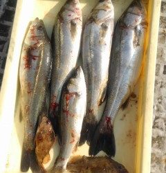 【5日】岸和田一文字・沖の北の釣果〜投げでカレイ、ウキ釣りでハネ