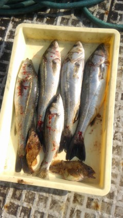 【5日】岸和田一文字・沖の北の釣果〜投げでカレイ、ウキ釣りでハネ