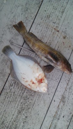 【6日】岸和田一文字　沖の北でカレイ・アイ…