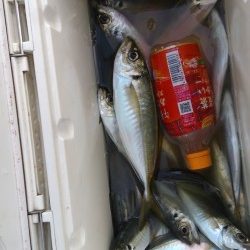 岸和田一文字・旧の赤灯台で28センチまでのアジ釣れています