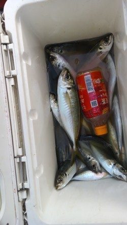 岸和田一文字・旧の赤灯台で28センチまでのアジ釣れています