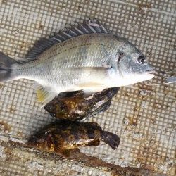 岸和田一文字・旧の赤灯台で28センチまでのアジ釣れています