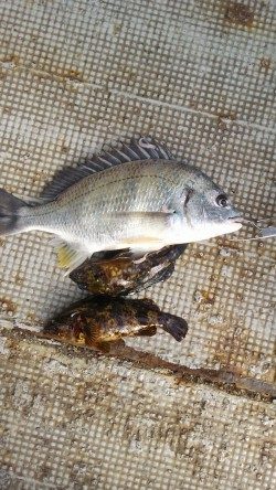 岸和田一文字・旧の赤灯台で28センチまでのアジ釣れています